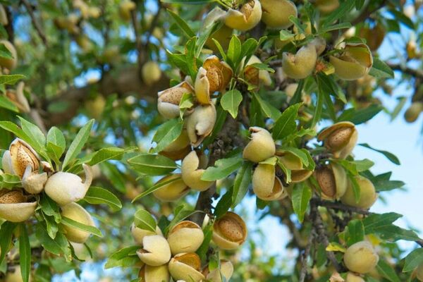 به ثمرنشستن ارقام "امید بخش" بادام در چهارمحال وبختیاری