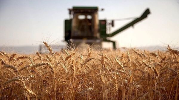  امسال بیش از ۲۱هزار تن گندم از گندمزارهای اشنویه برداشت می شود