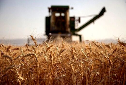  امسال بیش از ۲۱هزار تن گندم از گندمزارهای اشنویه برداشت می شود