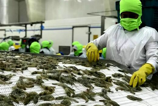 صادرات ۷۶۸۴ تن آبزیان استان بوشهر