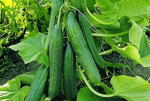 قیمت پیاز ۲۰ درصد کاهش یافت+جدول