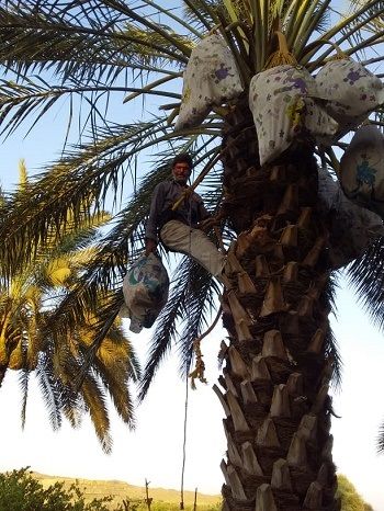 برداشت خرما از بالغ بر 1100 هکتار نخیلات خنج