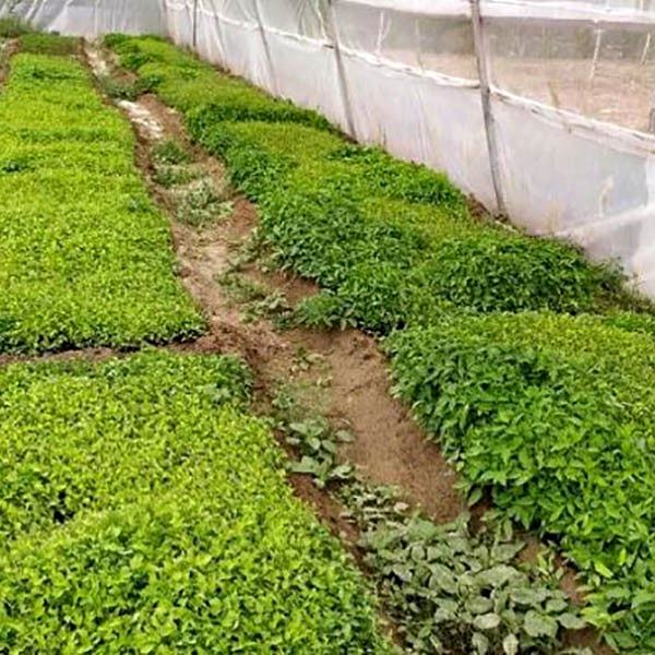 لزوم تسریع در کشت بهاره در خراسان شمالی