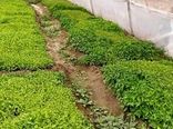 لزوم تسریع در کشت بهاره در خراسان شمالی
