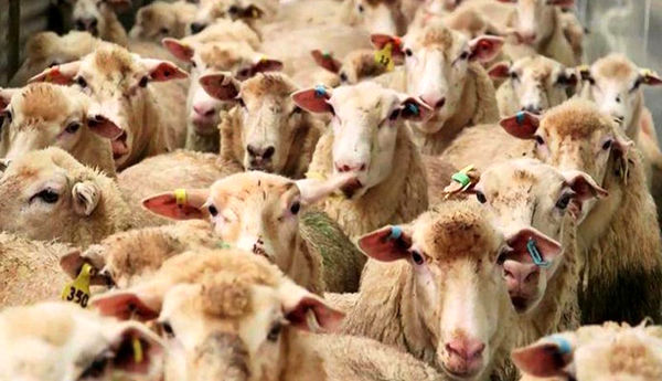 برنامه‌ ظرفیت‌های مرتبط با پیش آگاهی در سازمان دامپزشکی کشور