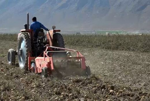 فریدن قطب تولید سیب زمینی در استان اصفهان