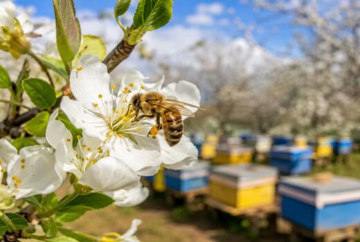 کاهش نگران‌کننده کلنی‌های زنبور عسل؛ تهدیدی برای امنیت غذایی کشور