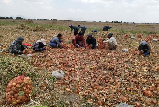 تولید پیاز در بیضاء به 26 هزار تن می‌رسد