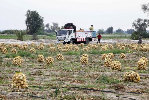 خرید توافقی پیاز از کشاورزان آغاز شده است / کشت جایگزین گندم به‌دلیل خشکسالی است نه قیمت خرید تضمینی