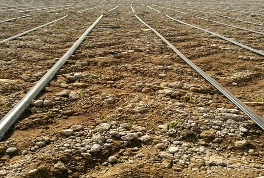  خشکه کاری برنج با رقم هسته‌ای برای اولین بار در استان فارس