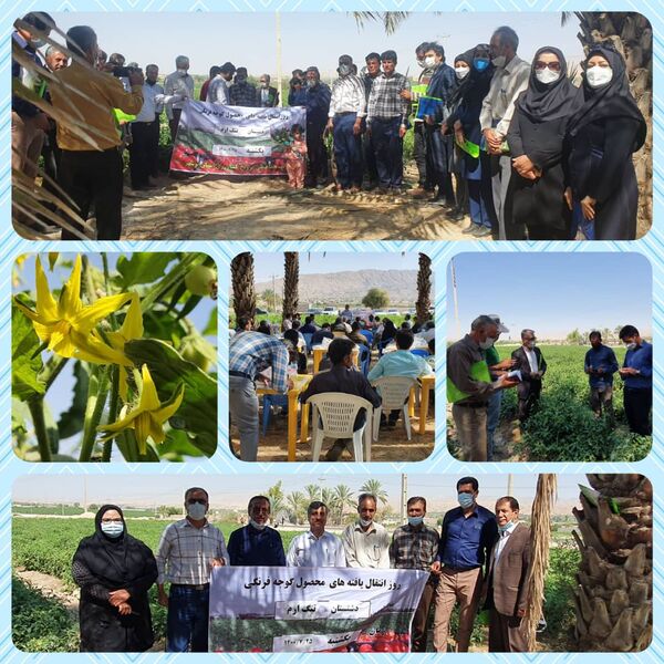 برگزاری مراسم انتقال یافته های تحقیقاتی گوجه فرنگی در استان بوشهر