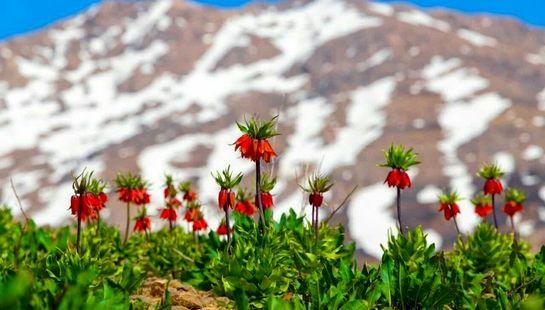 لاله‌های واژگون کوهرنگ