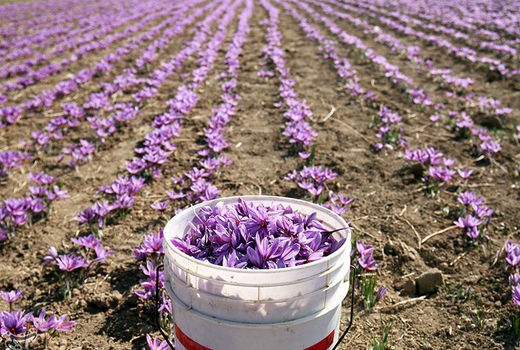 آغاز برداشت طلای سرخ از مزارع خراسان جنوبی