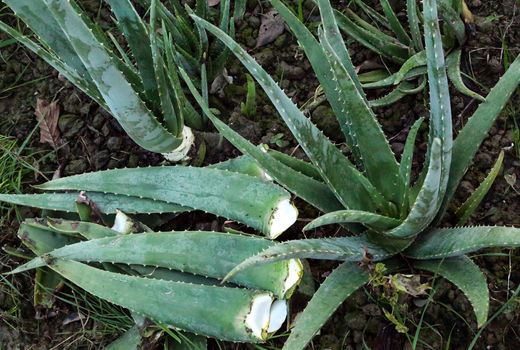 مزرعه پرورش آلوئه ورا درآمل