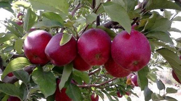 لغو ممنوعیت صادرات سیب درختی