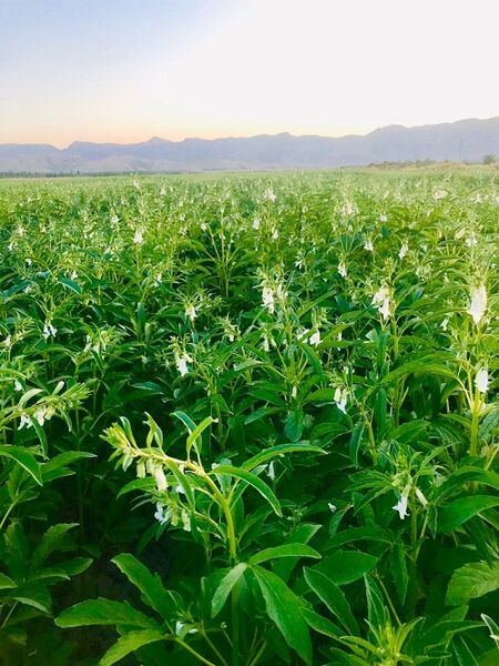 بزرگ ترین مزرعه کنجد فارس در قیروکارزین 