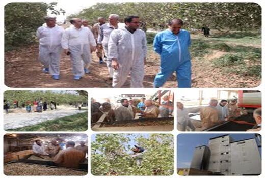 بازدید رییس سازمان جهاد کشاورزی استان قزوین از شرکت تولیدی سیمرغ بویین زهرا