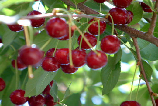 برداشت آلبالو از باغات استان قزوین آغاز شد