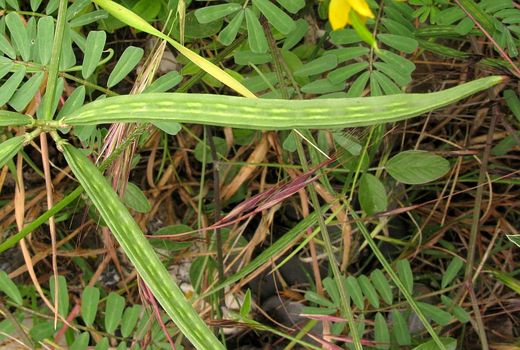 کاشت گیاه دارویی عدس الملک برای اولین بار در لارستان