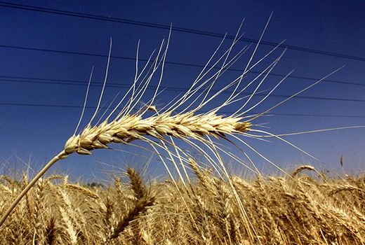 خرید تضمینی گندم از 2.5 میلیون تن گذشت