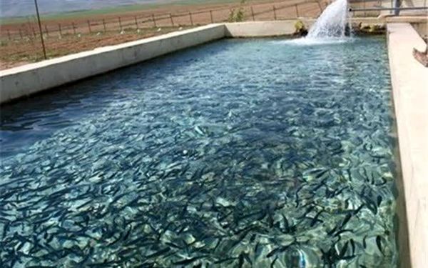 سالانه نزدیک به ۸ میلیون قطعه بچه ماهی در آذربایجان غربی تولید می‌شود          