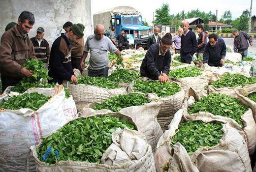 خریداری بیش از ۱۰۹ هزار تن برگ سبز چای از چایکاران کشور