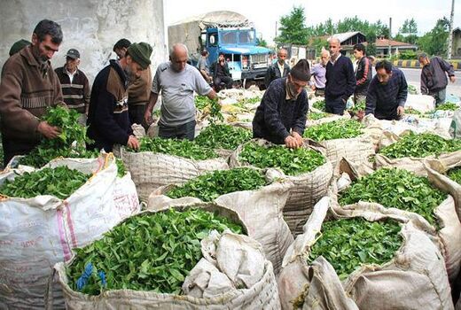 خریداری بیش از ۱۰۹ هزار تن برگ سبز چای از چایکاران کشور