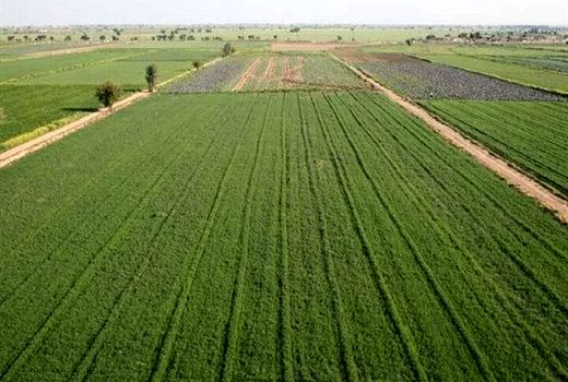 تثبیت ۱۳۰۰ هکتار اراضی غیر ملی در کمیسیون رفع تداخلات استان بوشهر