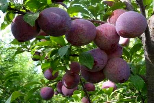 افزایش 80 درصدی تولید محصول آلو در باغات آذربایجان غربی