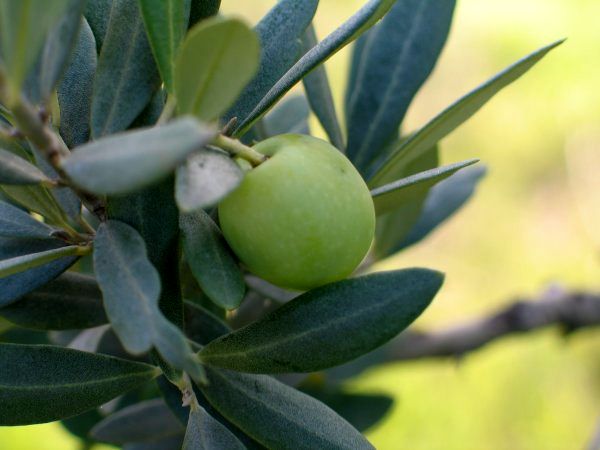 ۲۷۰ هکتار از باغات زیتون گیلان جوان‌سازی شد