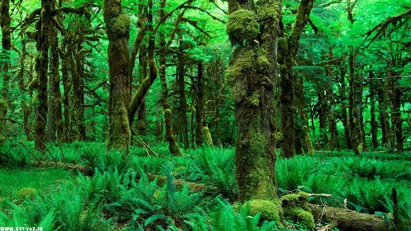 پول خوردنی نیست/ حفظ تنوع زیستی با "حفاظت از جمعیت های پایدار و پراکنش طبیعی گونه های بومی در سیمای سرزمین منطقه ای"/از 30 هزار گونه گیاهی تنها 30 مورد مصرف می شود/منافع عمومی در برابر منافع خصوصی مقدم است