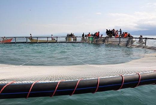 سپر سازمان دامپزشکی کشور در برابر بیماری‌های آبزیان فعال است