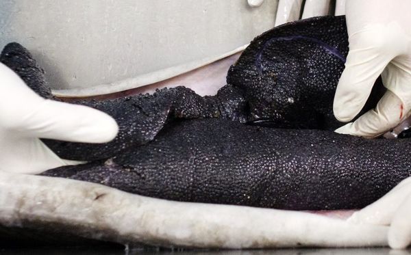 ۵ تن خاویار امسال در کشور تولید شده است