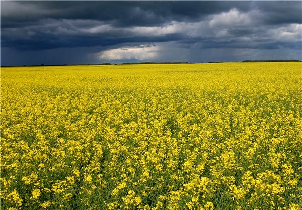 برداشت 40 هزار تنی کلزا در مازندران