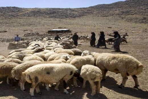 کاهش ۵۰ درصدی مصرف خوراک دام در خراسان شمالی