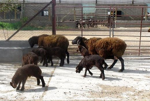 طرح اصلاح نژاد گوسفند «افشار» با قوچ‌های نژاد «برولا» انجام شد