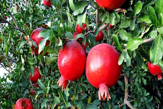 برداشت انار از باغات کردستان آغاز شد