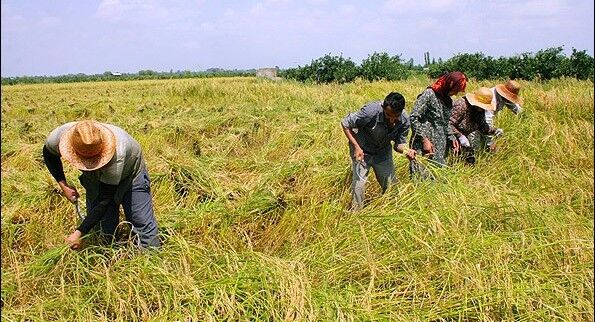 از کشاورزان و تولیدکنندگان نمونه بخش کشاورزی هرمزگان تجلیل شد