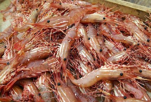 ۱۵۰۰ هکتار اراضی ساحلی برای پرورش میگو به جوانان واگذار می‌شود