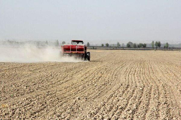 کشت پاییزه کلزا در 200 هکتار از اراضی شهرستان اشتهارد