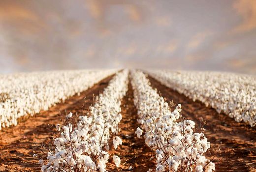 افزایش قیمت پنبه در پی حذف ارز نیما/  کمبود تولید در سال آینده پیش‌بینی می‌شود