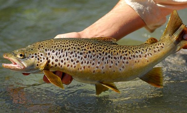 مشتریان خارجی قزل‌آلای ایرانی، چشم‌انتظار مجوز دامپزشکی کشور / پنج آبزی پرورشی در قفس، راهی بازار صادراتی می‌شود