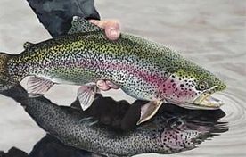 تولید مولدین نرِ نئومیل و فرمولاسیون اختصاصی رقیق‌سازی اسپرم قزل‌آلای رنگین‌کمان 