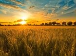 تولید گندم در استان زنجان ۲ برابر نیاز استان است