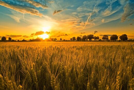 آغاز طرح پایداری خودکفایی تولید گندم