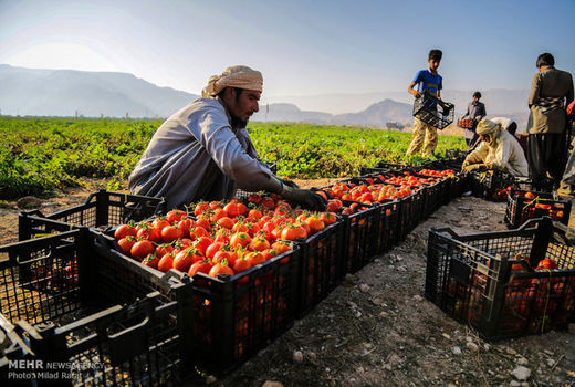 مطالبات گوجه‌کاران همدانی پرداخت شد