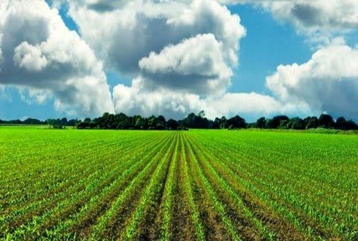 جهش تولید در دیمزارهای استان بوشهر در سال زراعی 1403-1402