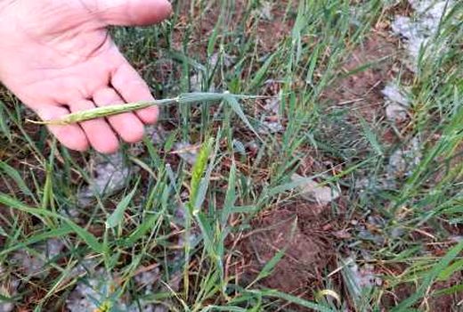 خسارت صد درصدی به مزار ع و باغات تعدادی ازروستاهای تابعه در اثر بارش سنگین تگرک
