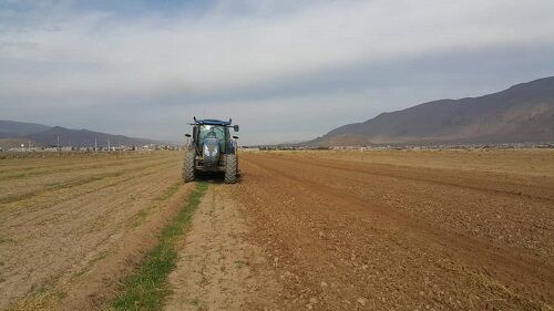 کاشت مستقیم جو در ارسنجان