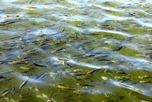 تولید بیش از هزار تُن، ماهی در خراسان جنوبی